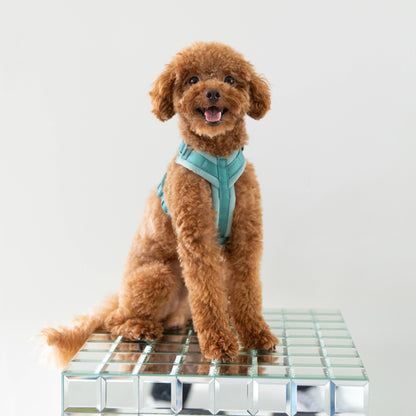 FURLOU – Samt Hundegeschirr Blue