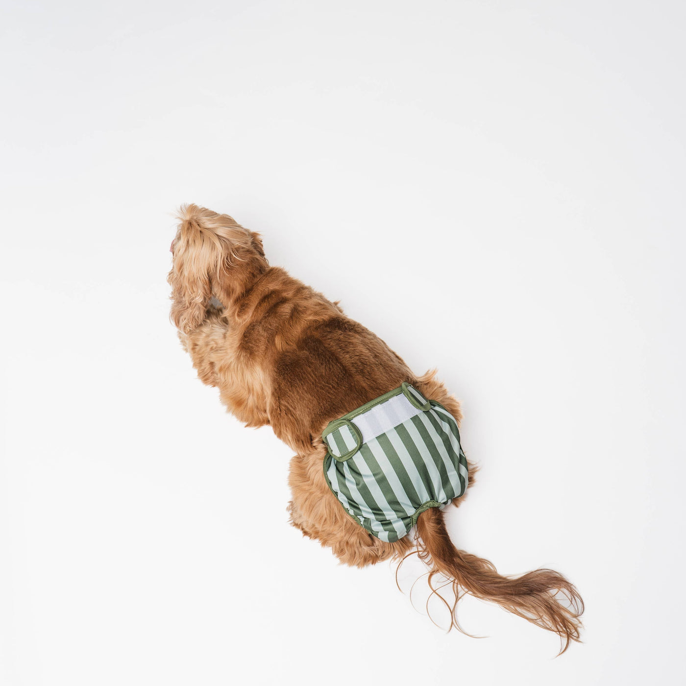 LOU & CO. - Mutandine igieniche - Stripes
