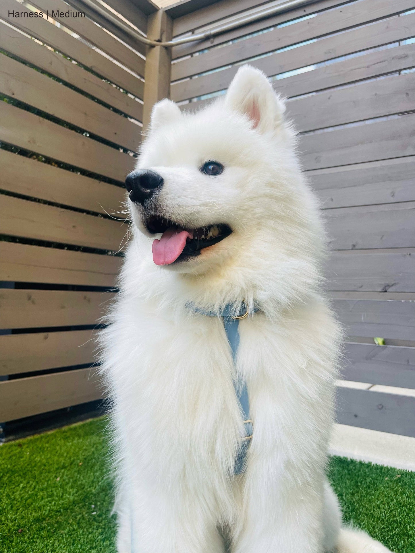 SUNNY TAILS - Malibu Blue Cloud Lite Dog Harness - OSSO BLU