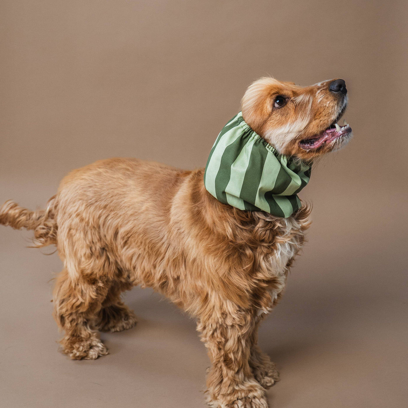 LOU & CO. - Paraorecchie elegante per cani "Stripes Green"
