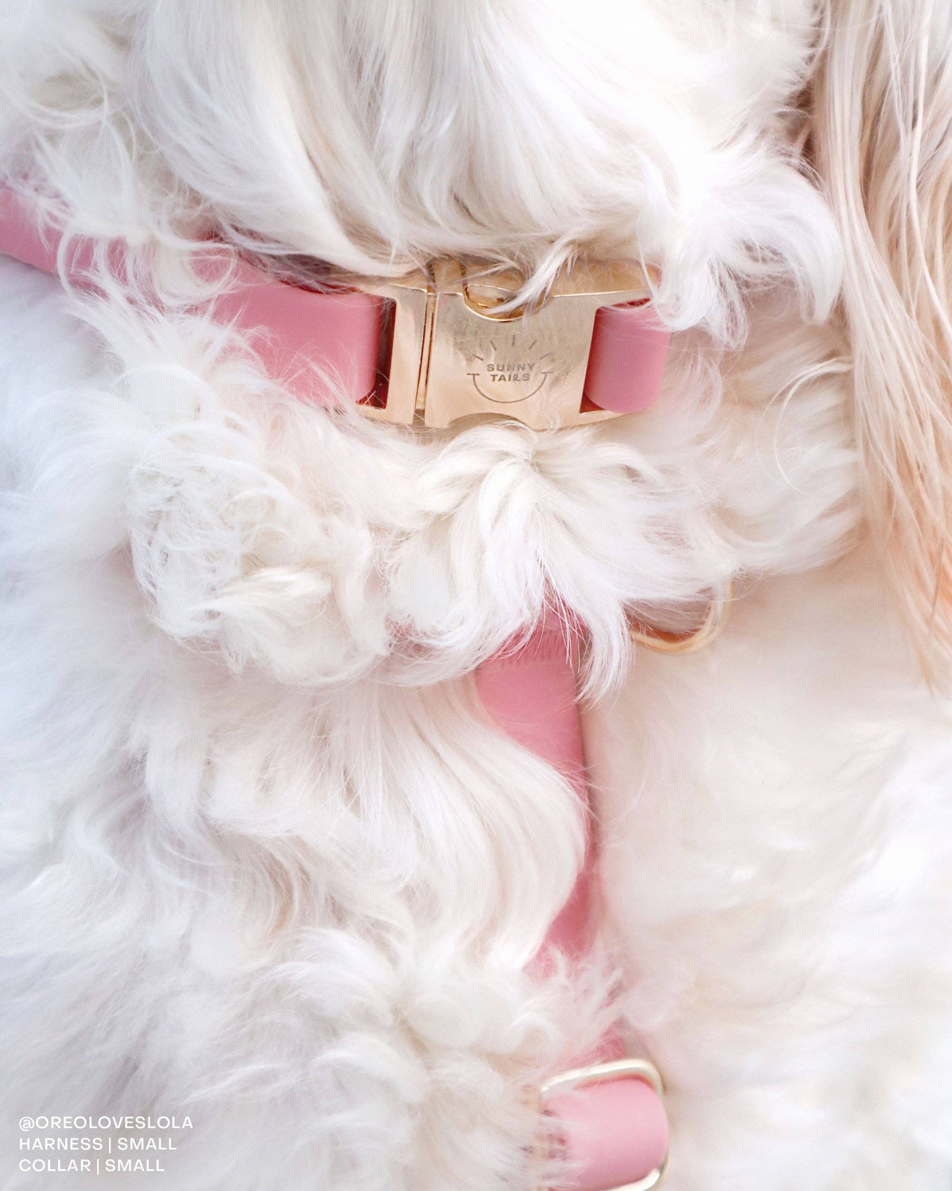 SUNNY TAILS - Wasserdichtes Hundehalsband - Perfect Pink - OSSO BLU
