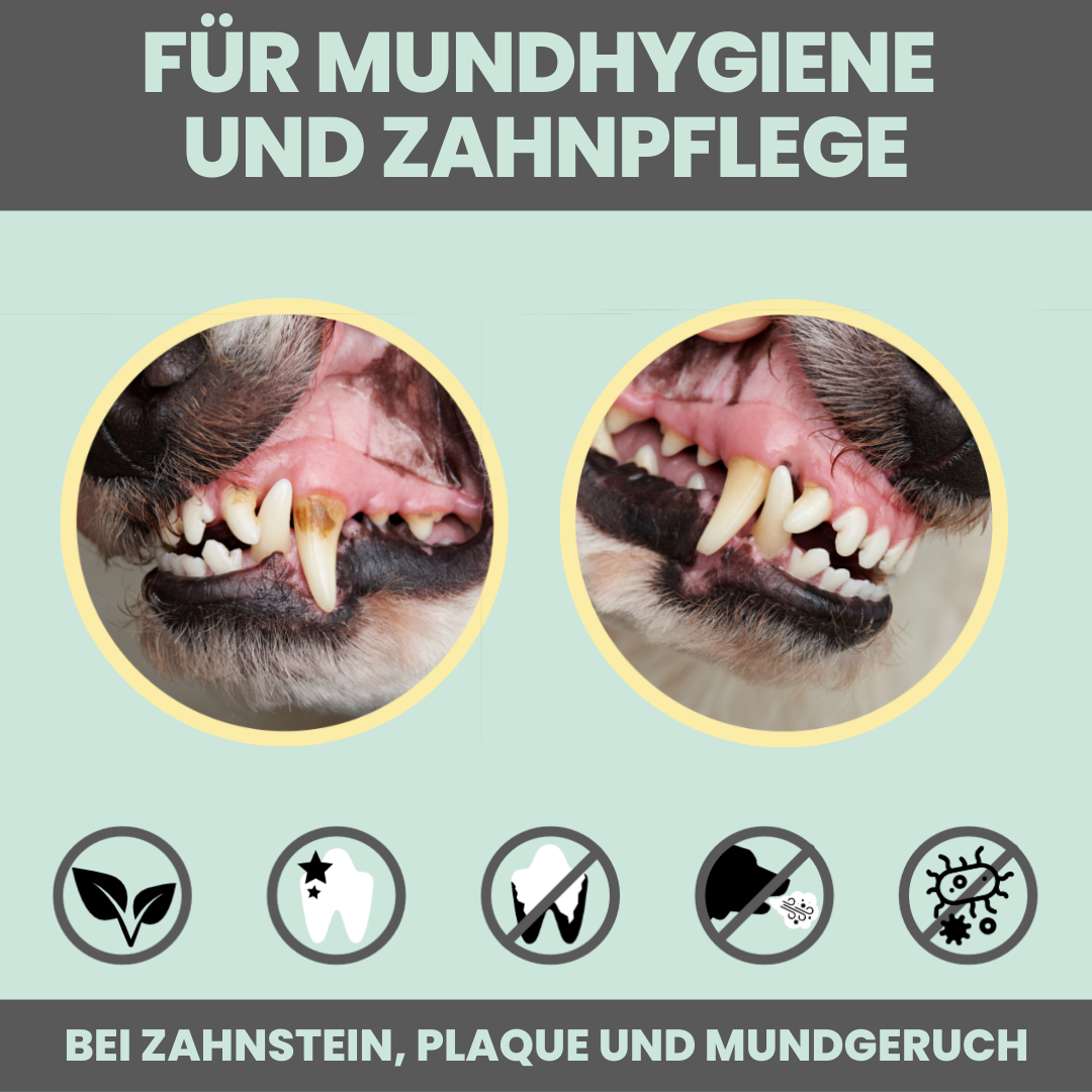 NOMS+ - Dentalspray für Hunde & Katzen – Natürliche Zahnpflege gegen Zahnstein & Mundgeruch - OSSO BLU