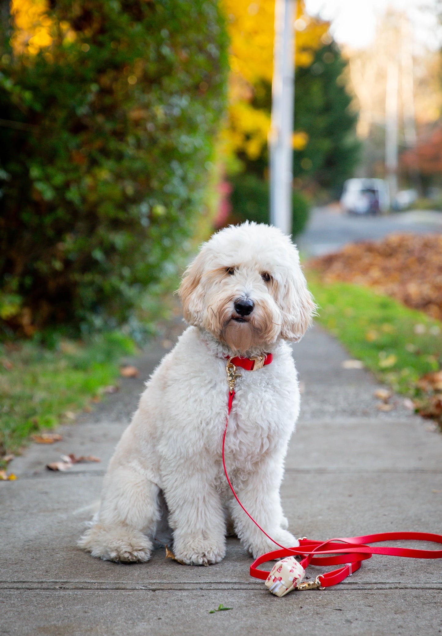 SUNNY TAILS - Wasserdichtes Hundehalsband - Cherry Red - OSSO BLU