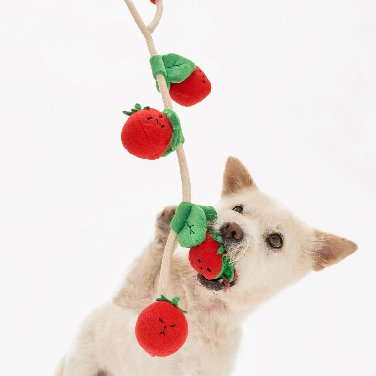 the furryfolks - Cherry Tomato Such- und Zerrspielzeug für Hunde - OSSO BLU
