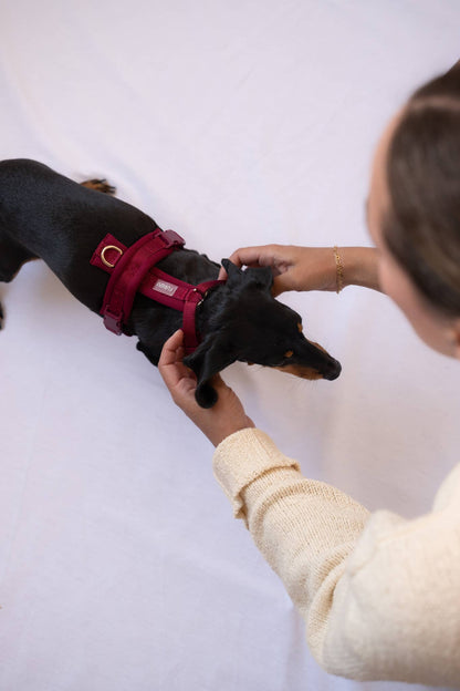 FURLOU – Komfort Hundegeschirr Bordeaux