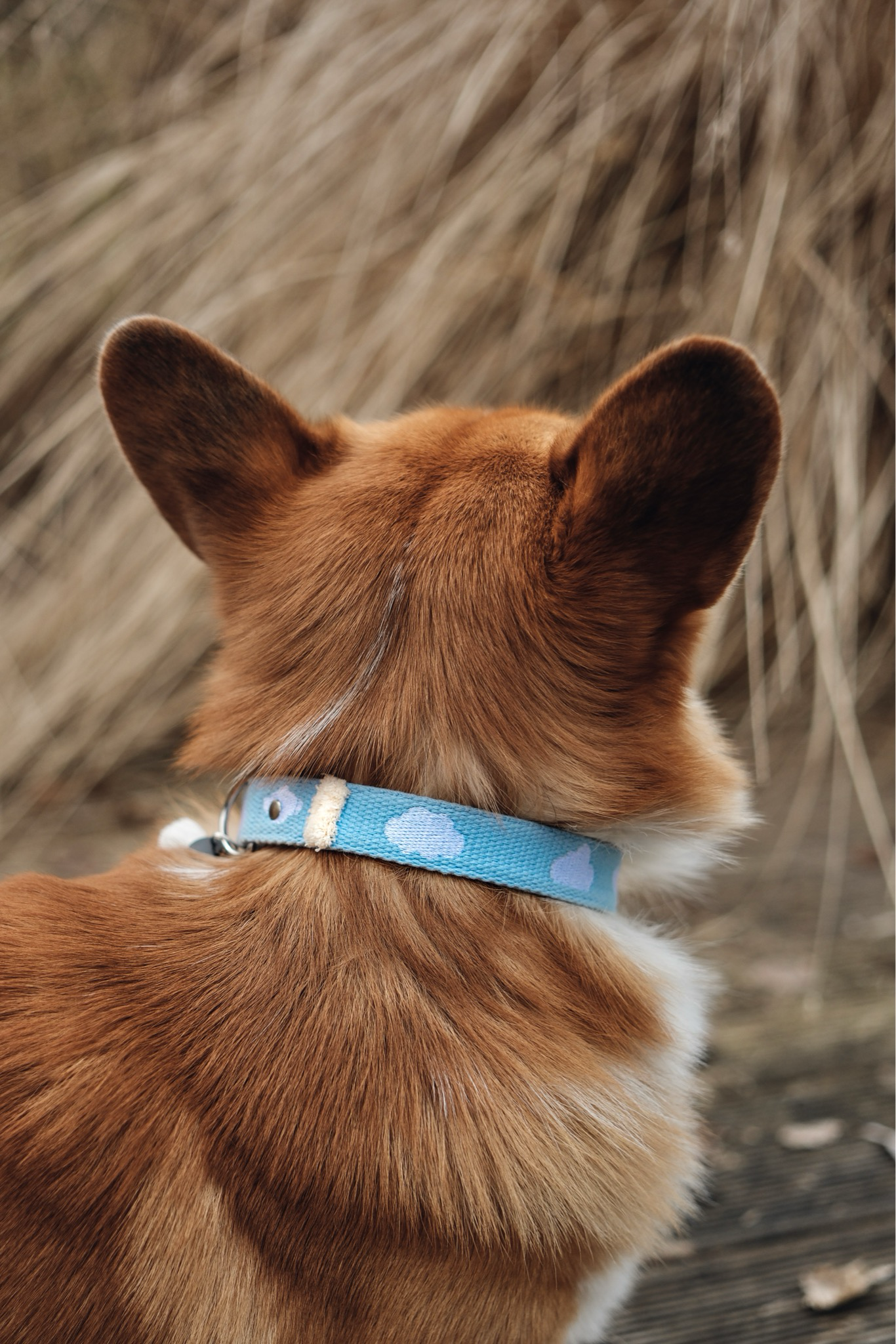 FUSSI DOGS - Hundehalsband Cloud Sky Blue - OSSO BLU