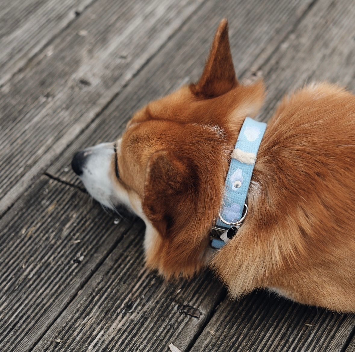 FUSSI DOGS - Hundehalsband Cloud Sky Blue - OSSO BLU