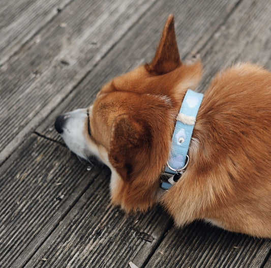 FUSSI DOGS - Hundehalsband Cloud Sky Blue - OSSO BLU