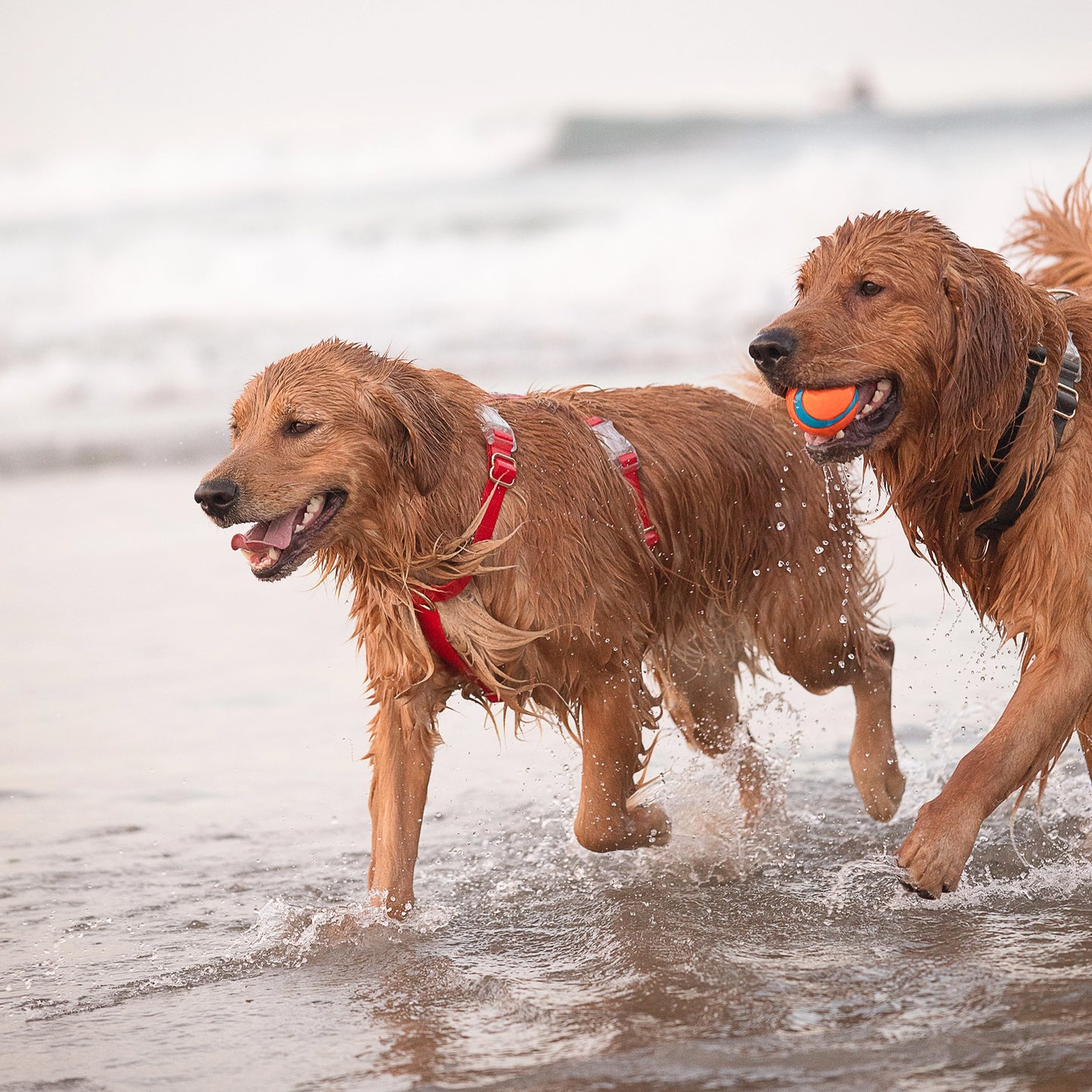 SUNNY TAILS - Wasserdichtes Hundegeschirr - Cherry Red - OSSO BLU