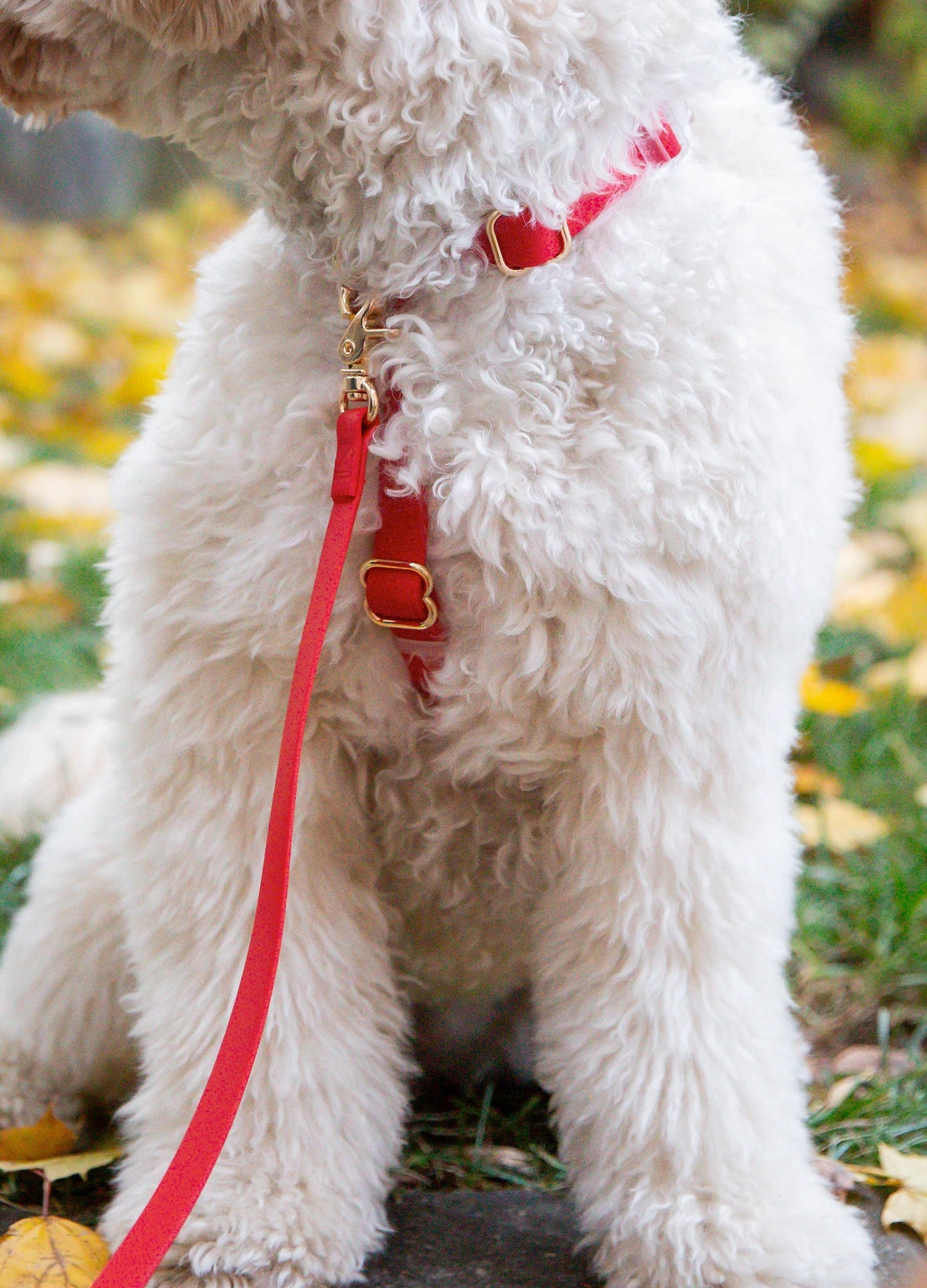 SUNNY TAILS - Guinzaglio per Cani Convertibile 4 in 1 e Multifunzionale - Rosso Ciliegia