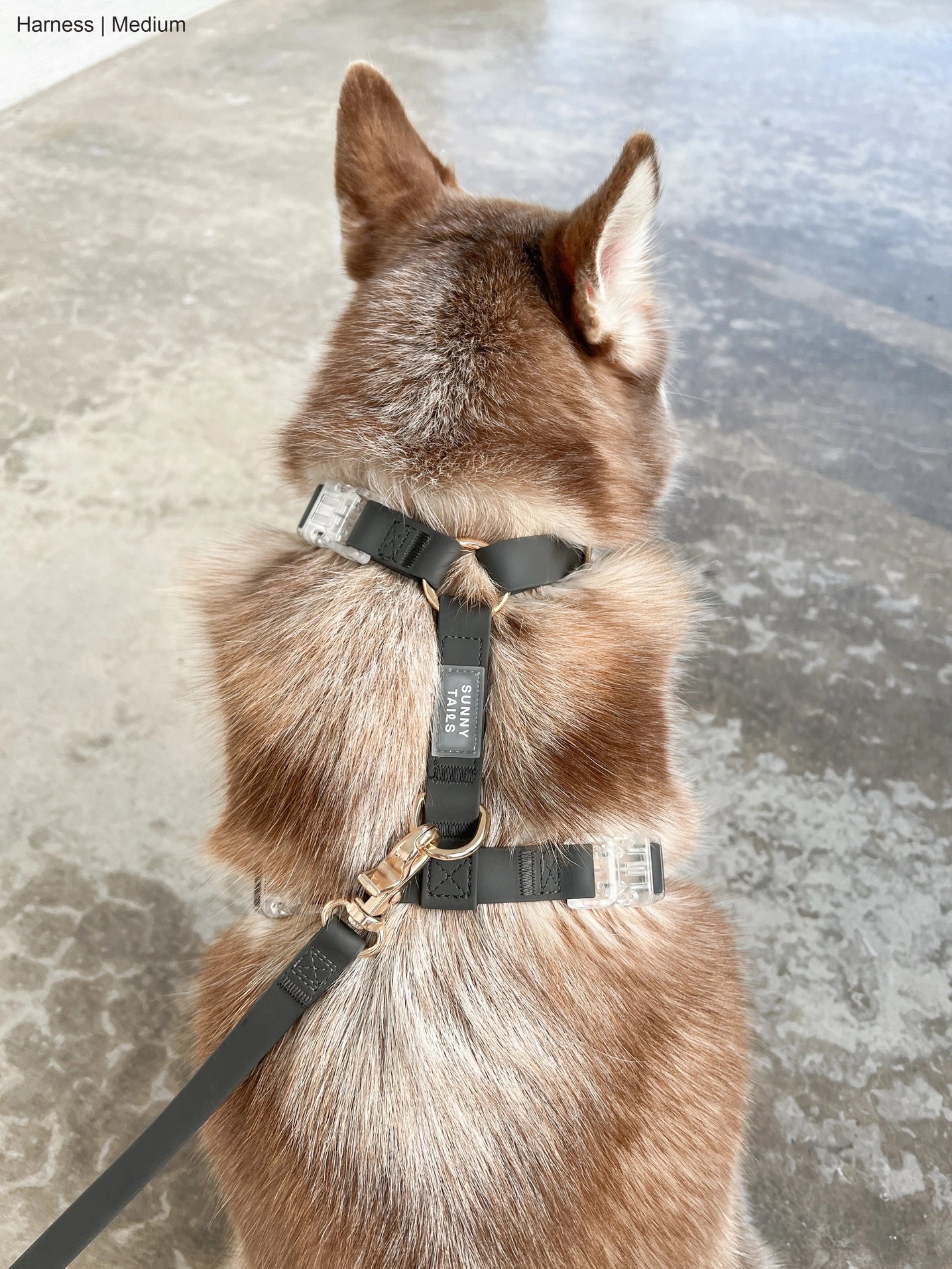 SUNNY TAILS - Wasserdichtes Hundegeschirr - Ember Black - OSSO BLU