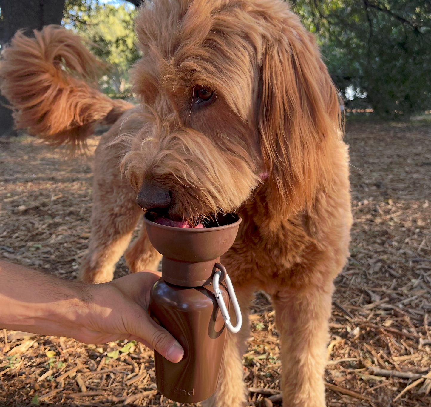 SPRINGLAND PETS - Limited Edition – „Twig Brown“ - OSSO BLU