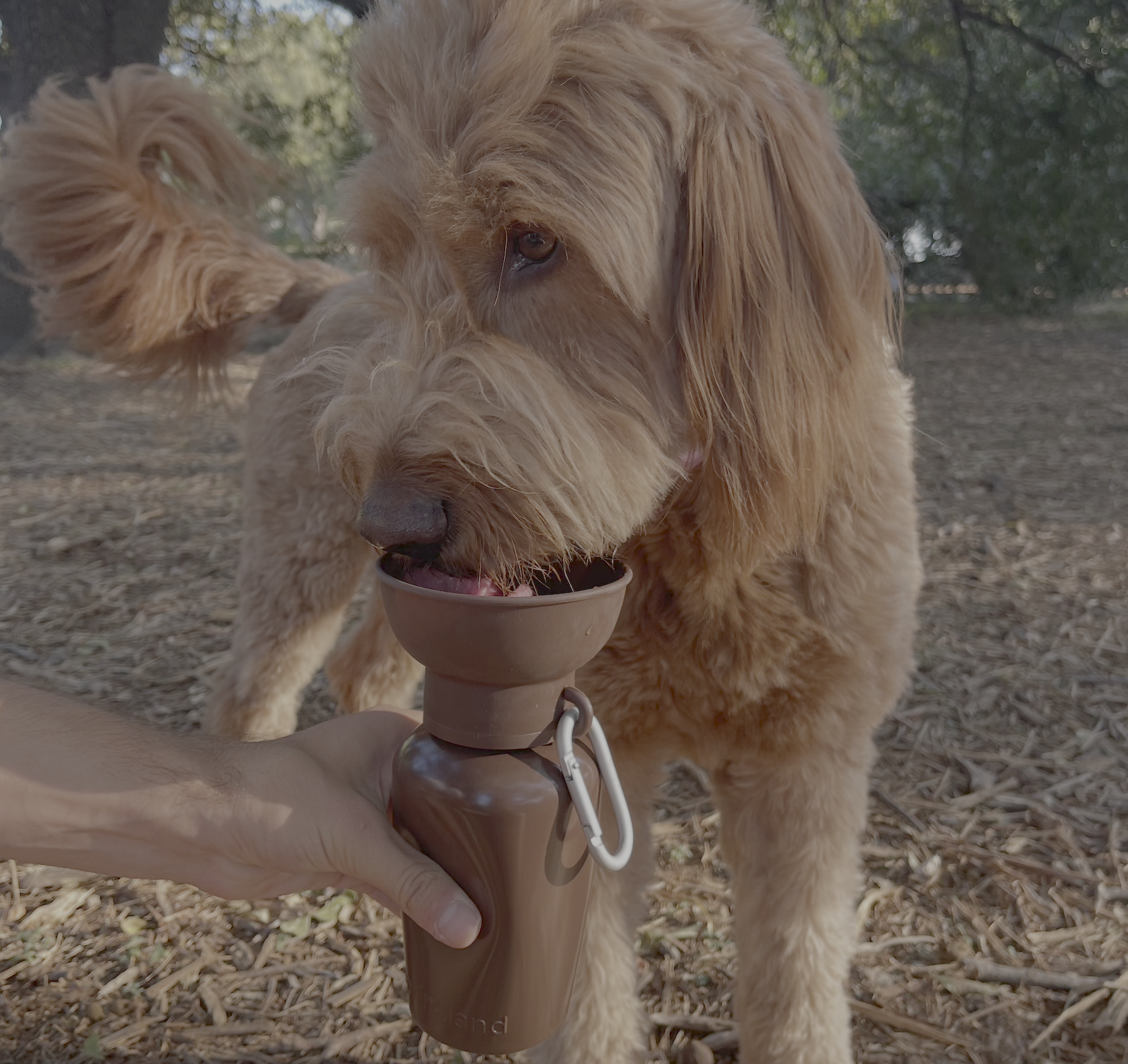 SPRINGLAND PETS - Limited Edition – „Twig Brown“ - OSSO BLU
