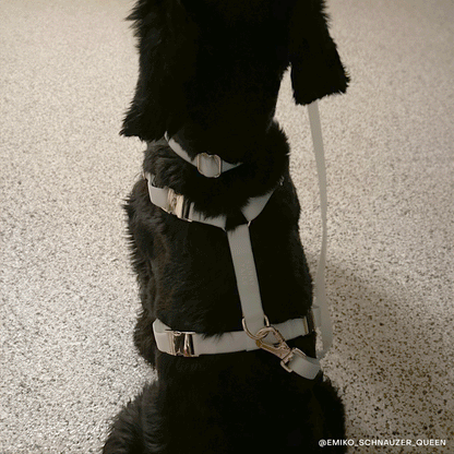 SUNNY TAILS - Cloud Hundehalsband - Glow in the Dark - OSSO BLU