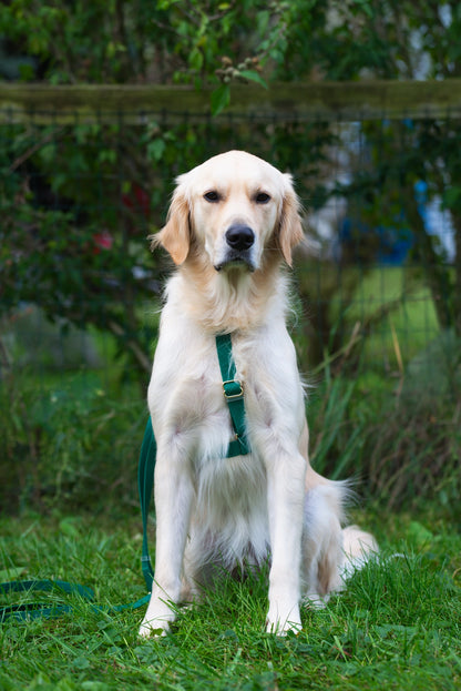 SUNNY TAILS - Wasserdichtes Hundegeschirr - Meadow Green - OSSO BLU