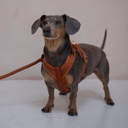 FURLOU – Samt Hundegeschirr Clay