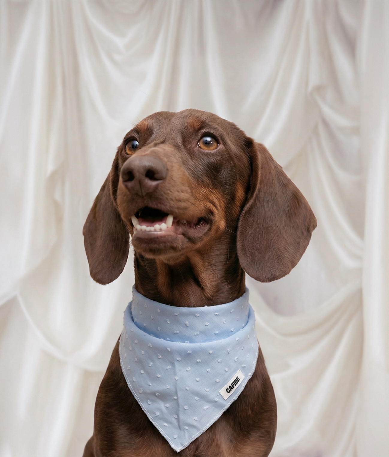 CAFIDE – Bandana per cani Plumeti (blu, crema)