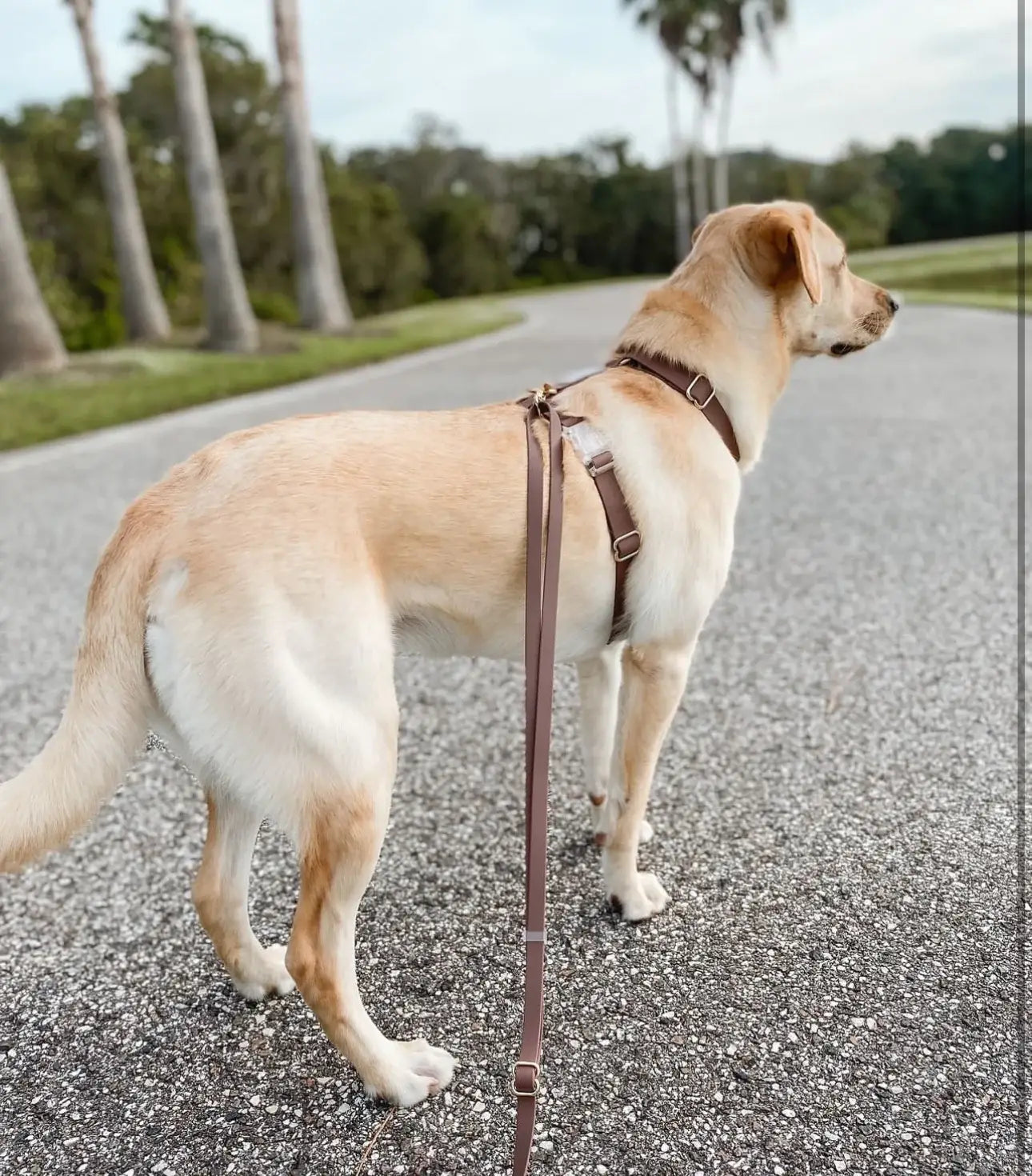 SUNNY TAILS - Wasserdichtes Hundegeschirr - Espresso Brown - OSSO BLU