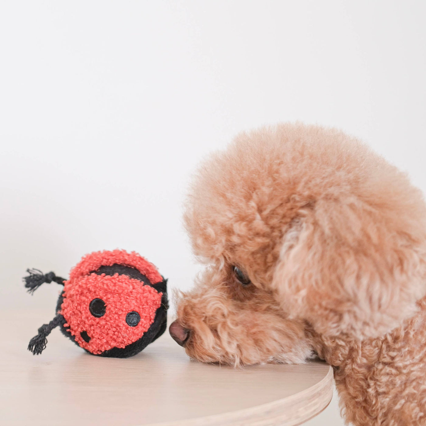 LAMBWOLF COLLECTIVE - LADYBUG POP Gioco olfattivo