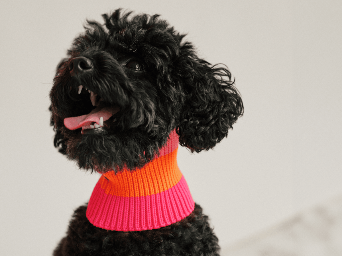 LUMIIES – Glow Loop 2.0 Hundeschal Sunny Tangerine
