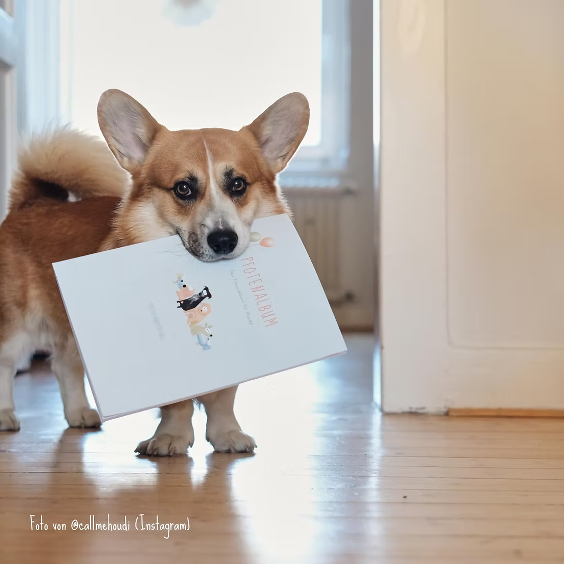 PFOTENALBUM – Das Freundschaftsbuch für Hunde - OSSO BLU