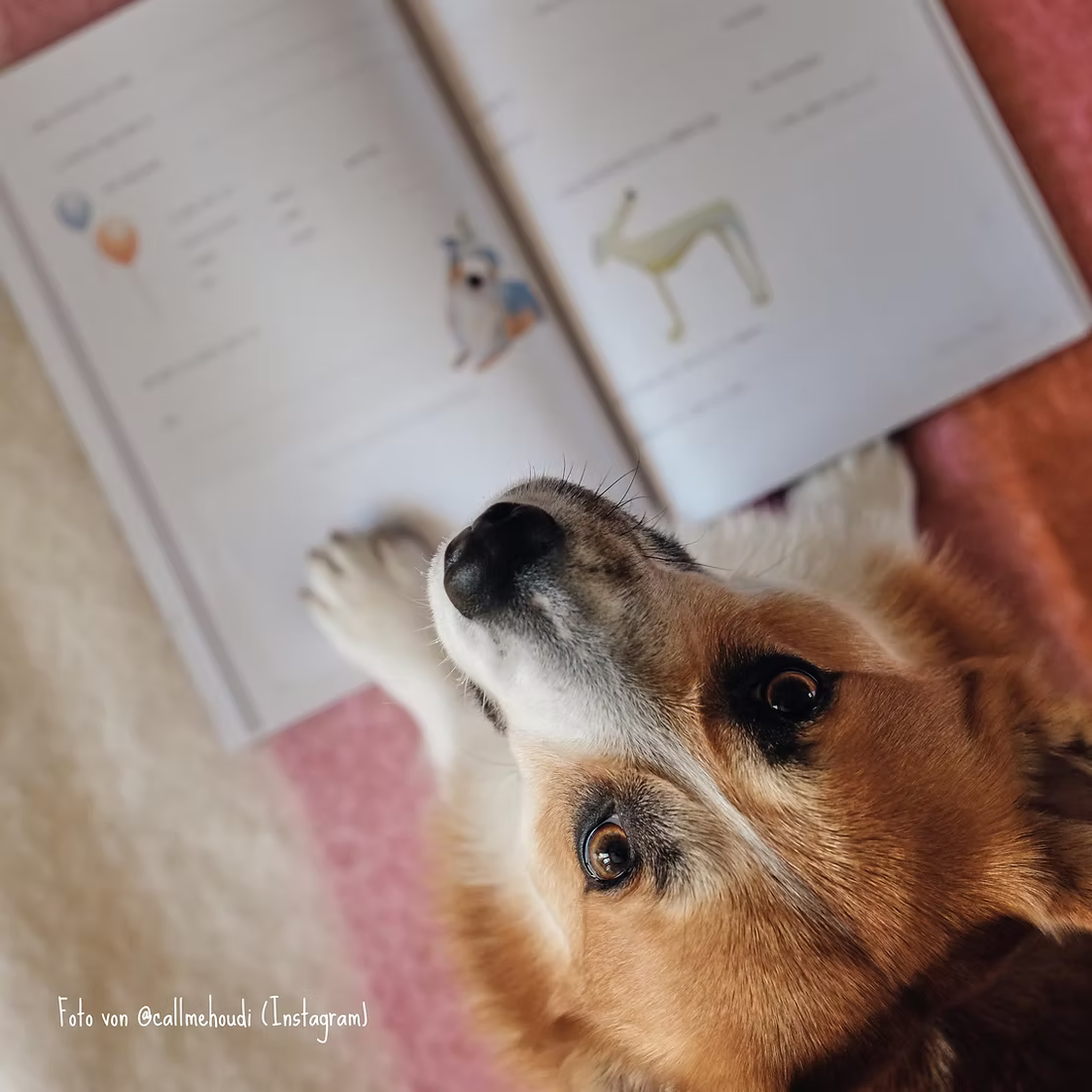 PFOTENALBUM – Das Freundschaftsbuch für Hunde - OSSO BLU