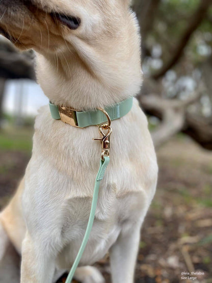 SUNNY TAILS - Wasserdichtes Hundehalsband - Pistaziengrün - OSSO BLU