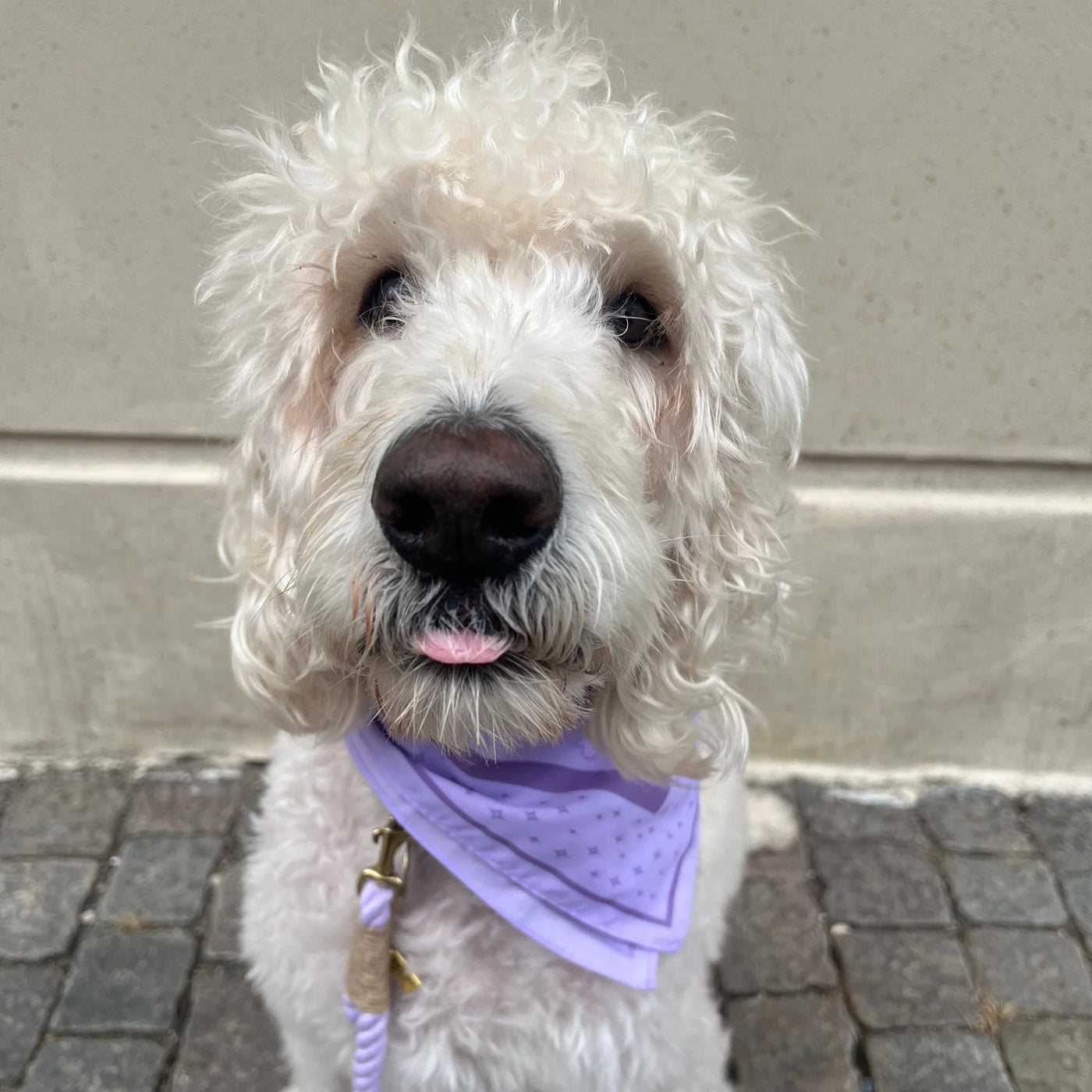 DREW'S DOGWEAR – LILLA bandana per cani – Elegante foulard per cani