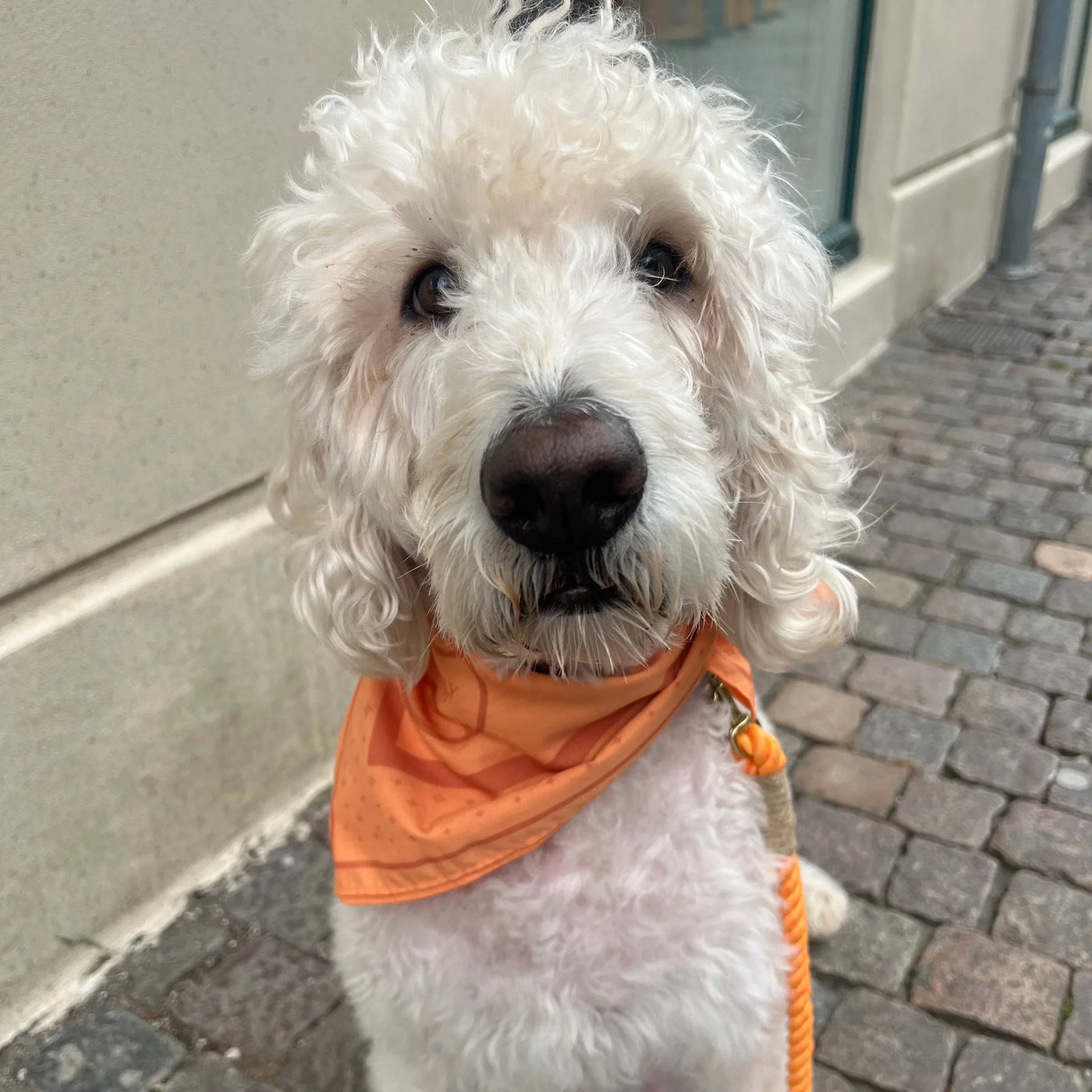 DREW'S DOGWEAR – PEACH Bandana per Cani – Elegante Foulard per Cani