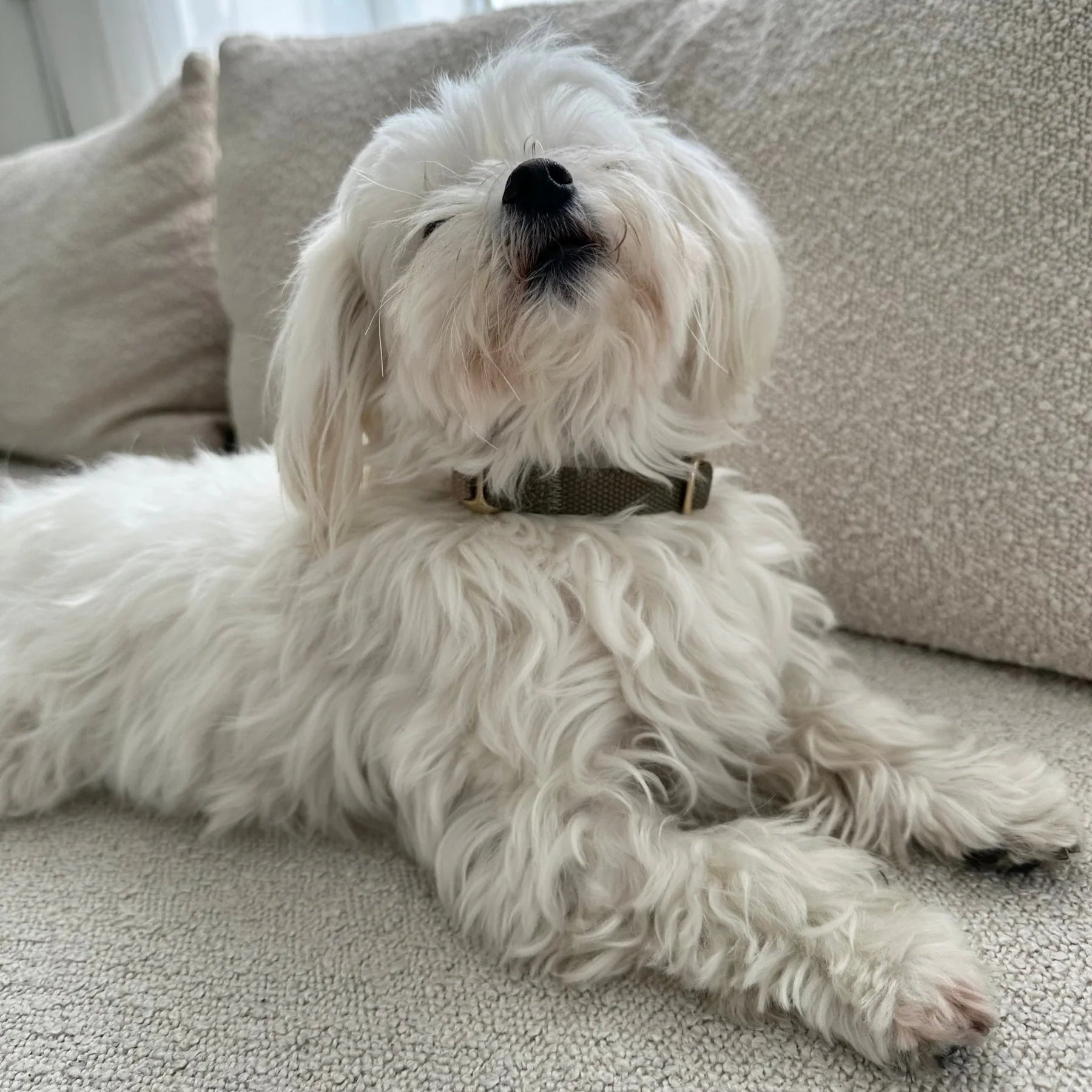 DREW'S DOGWEAR - Cortado / Hundehalsband - OSSO BLU