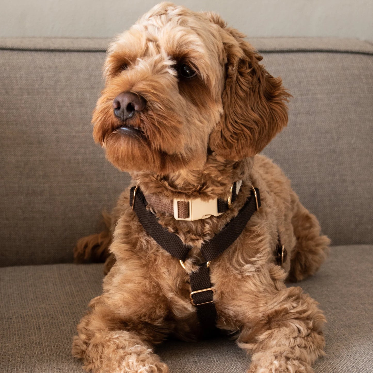 DREW'S DOGWEAR - Verstellbares Hundegeschirr Chocolate mit goldenen Details - OSSO BLU