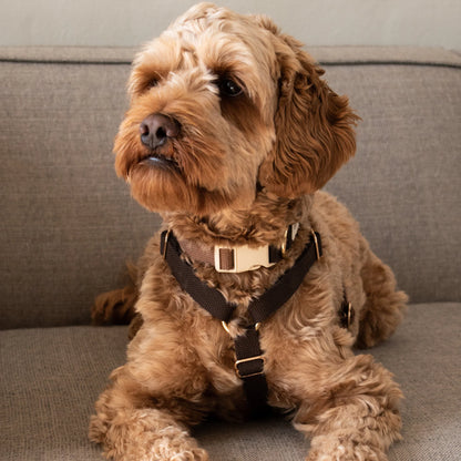 DREW'S DOGWEAR - Verstellbares Hundegeschirr Chocolate mit goldenen Details - OSSO BLU