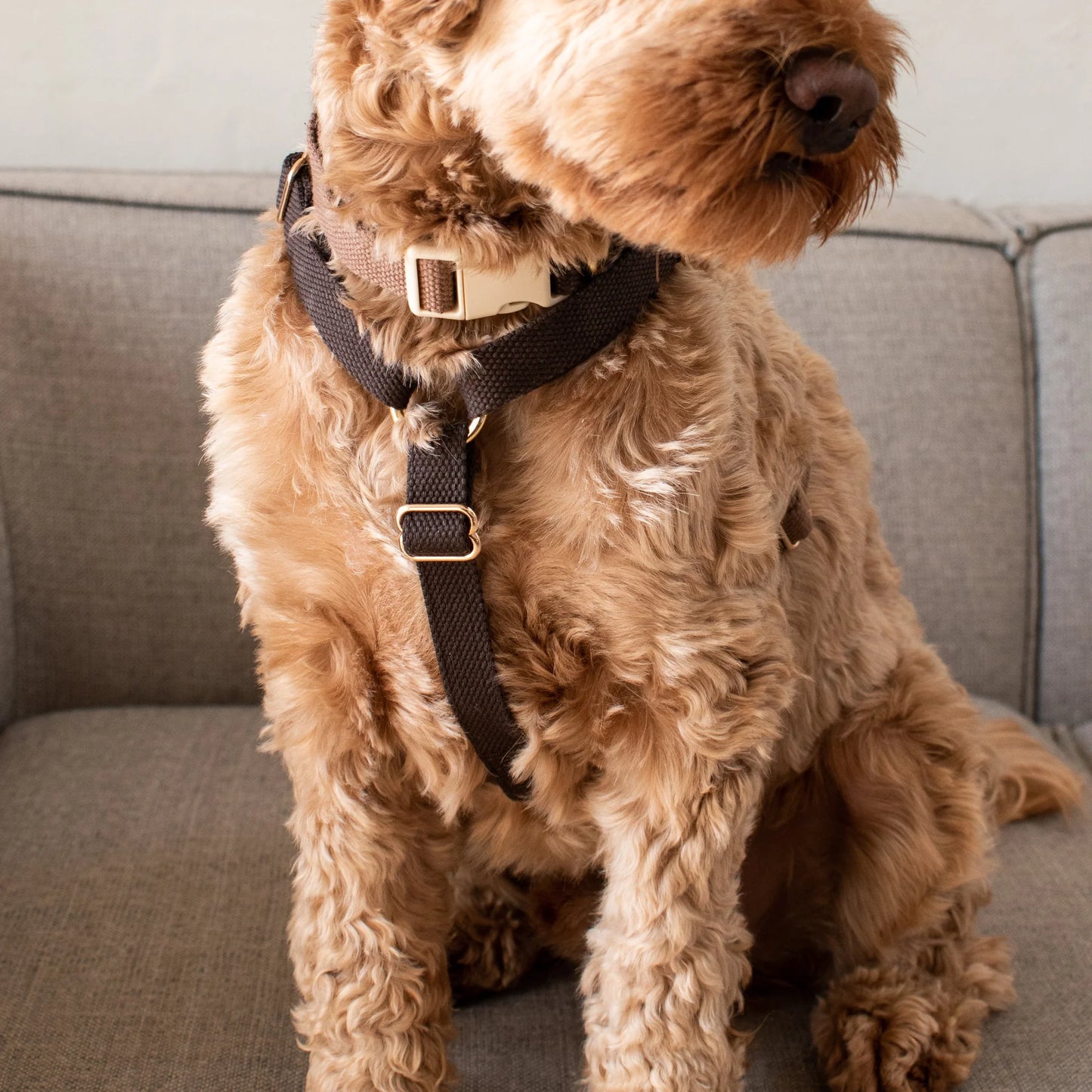 DREW'S DOGWEAR - Verstellbares Hundegeschirr Chocolate mit goldenen Details - OSSO BLU