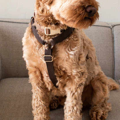 DREW'S DOGWEAR - Verstellbares Hundegeschirr Chocolate mit goldenen Details - OSSO BLU