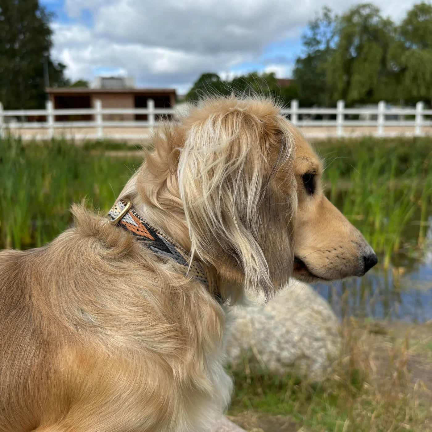 DREW'S DOGWEAR - Freccia Scuro / Collare morbido e regolabile (motivo marrone)