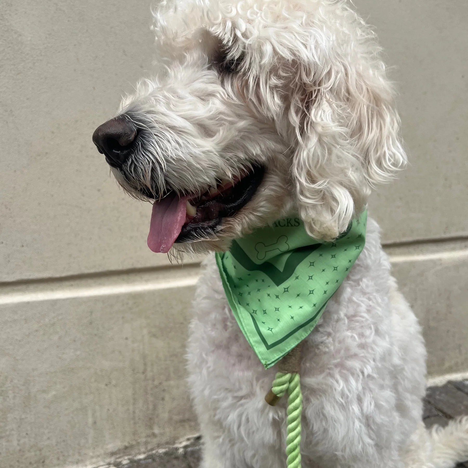 DREW'S DOGWEAR – LIME Hundebandana – Stylisches Halstuch für Hunde - OSSO BLU