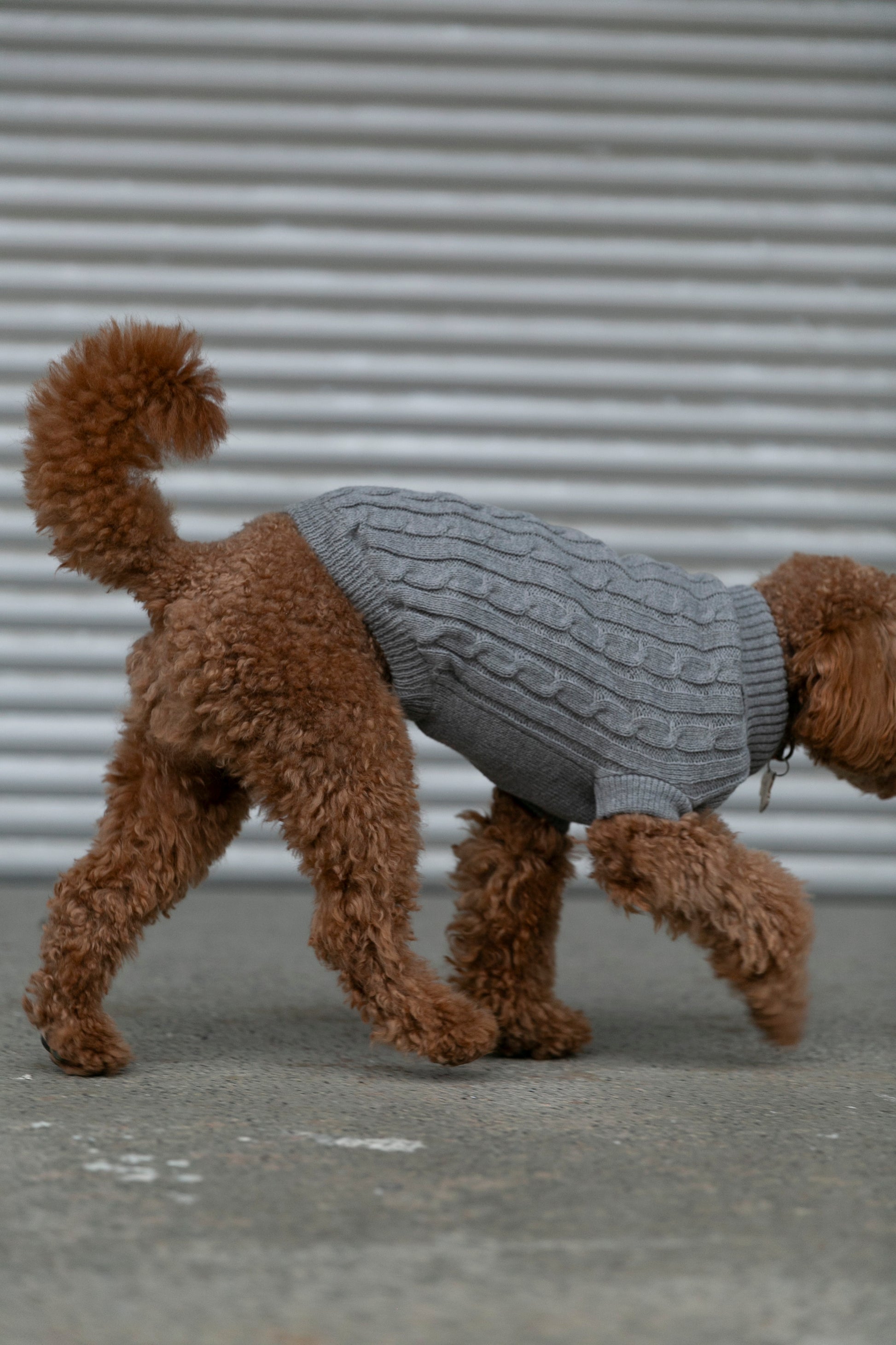 OSSO BLU - Hundepullover aus Wolle in Grau - OSSO BLU