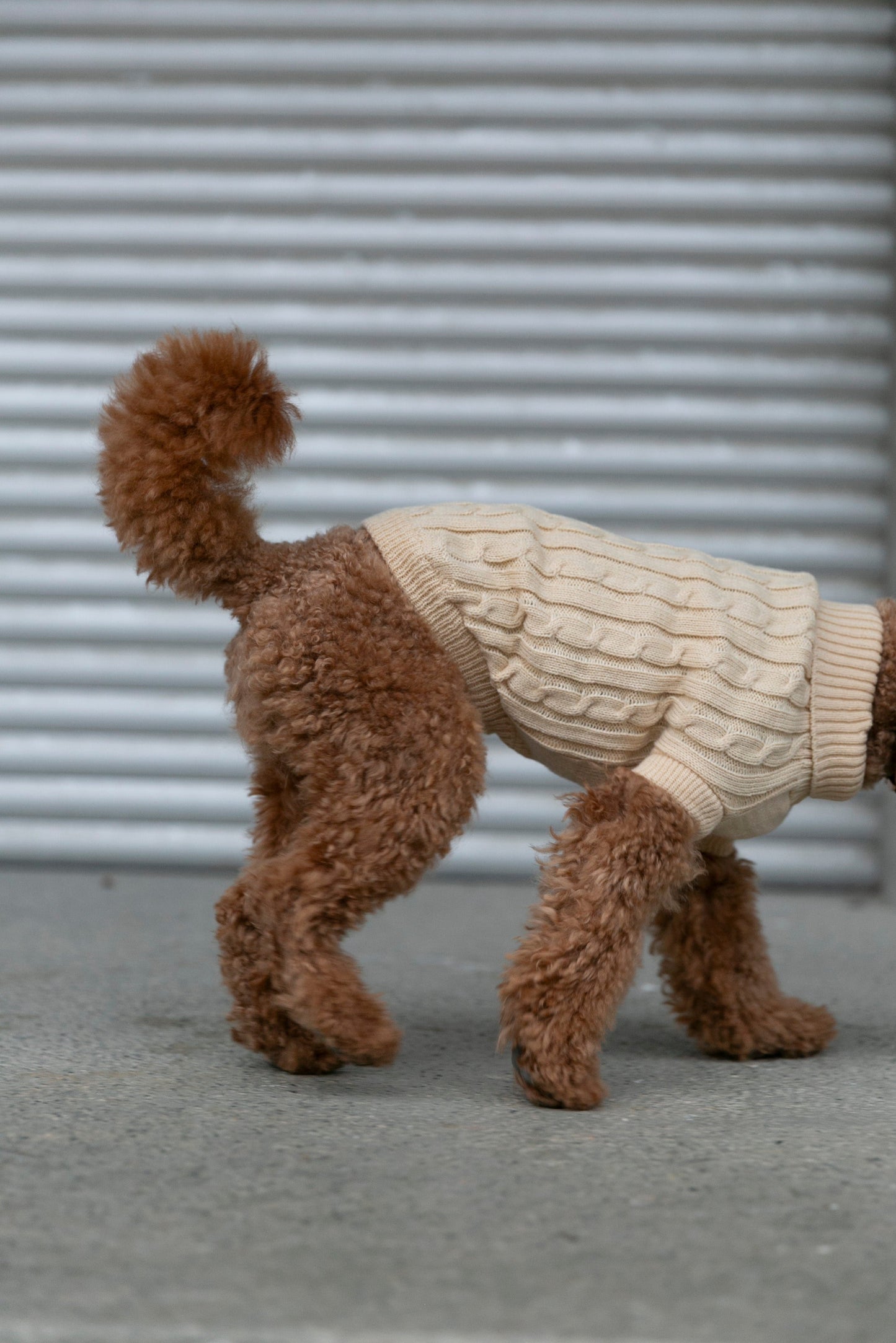 OSSO BLU - Hundepullover aus Wolle in Beige - OSSO BLU