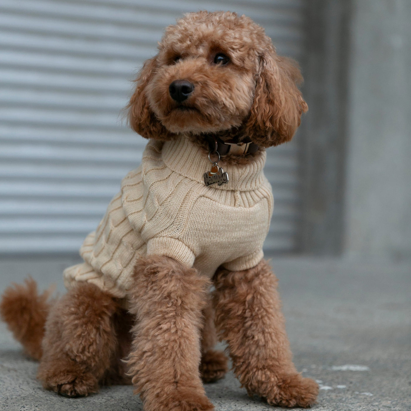 OSSO BLU - Maglione per cani in lana beige