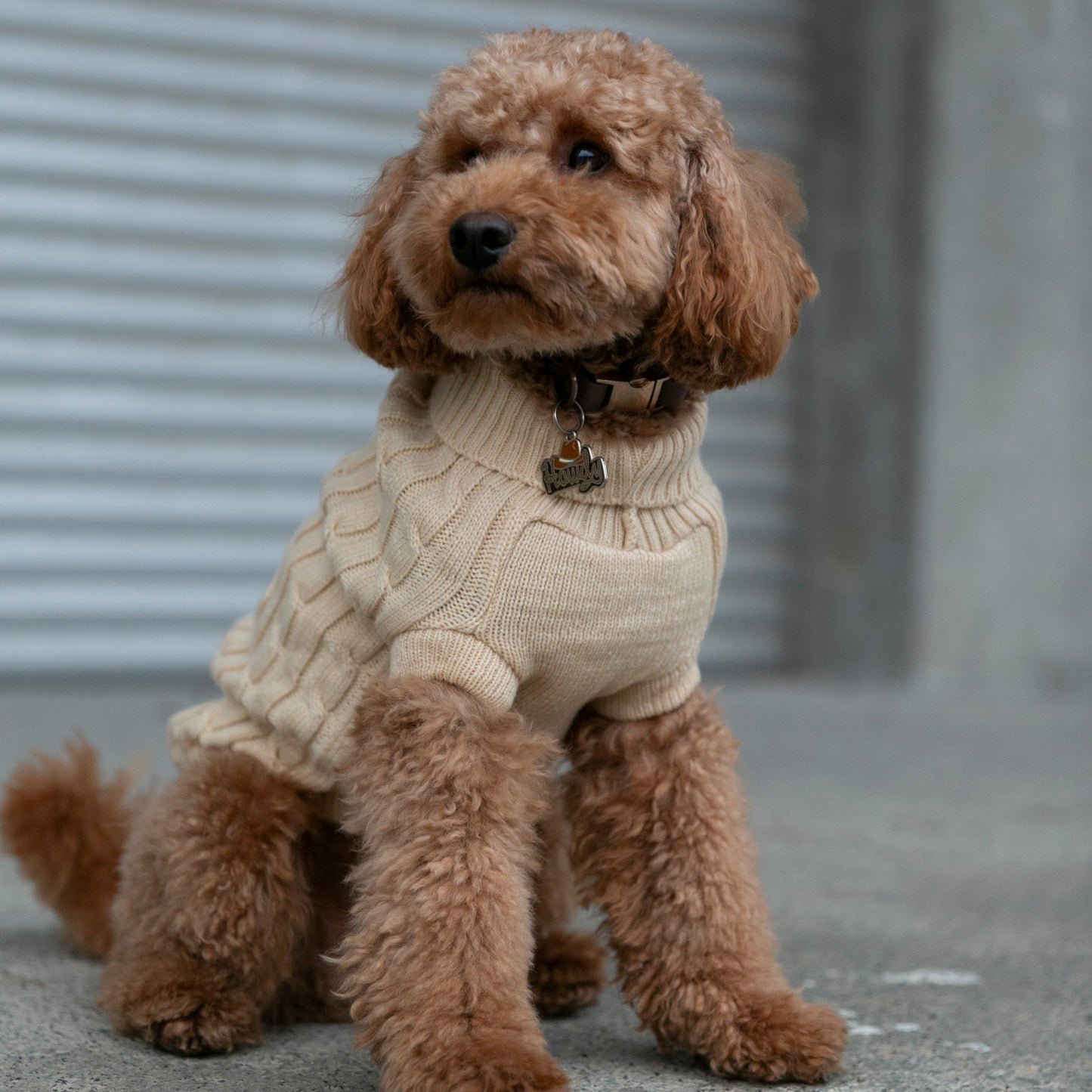 OSSO BLU - Hundepullover aus Wolle in Beige - OSSO BLU