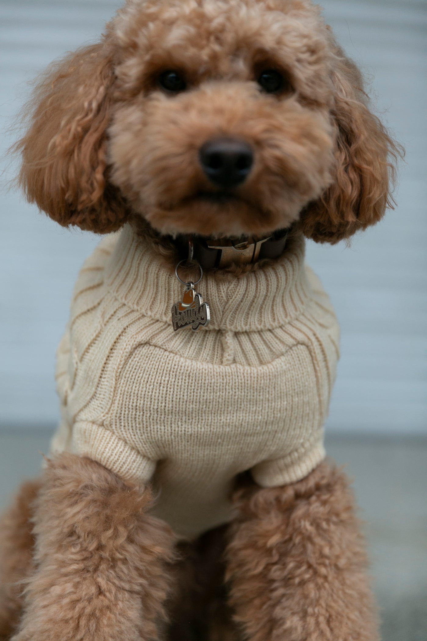 OSSO BLU - Maglione per cani in lana beige