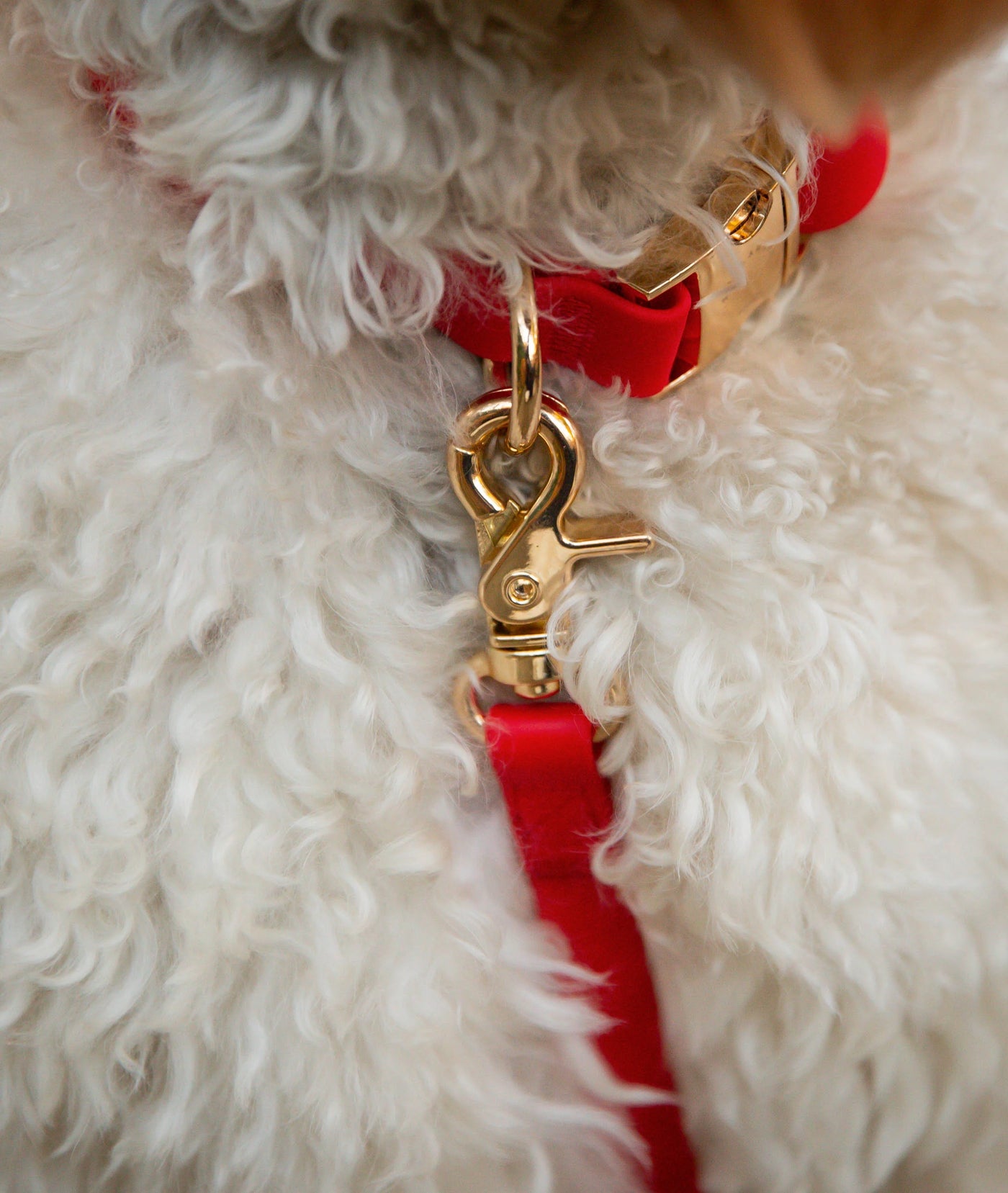 SUNNY TAILS - Guinzaglio per cani impermeabile - Rosso ciliegia