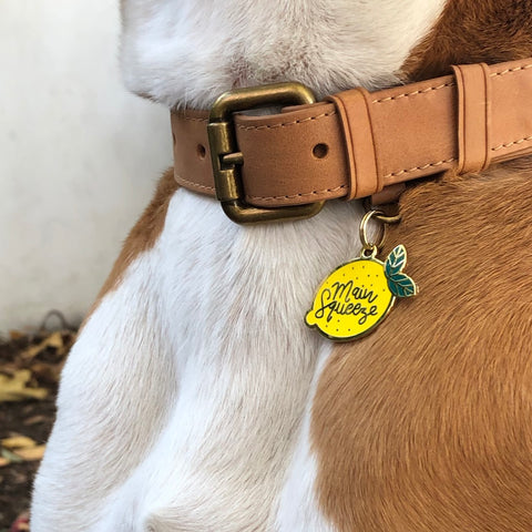 TWO TAILS PET COMPANY - Main Squeeze Pet ID Tag - OSSO BLU