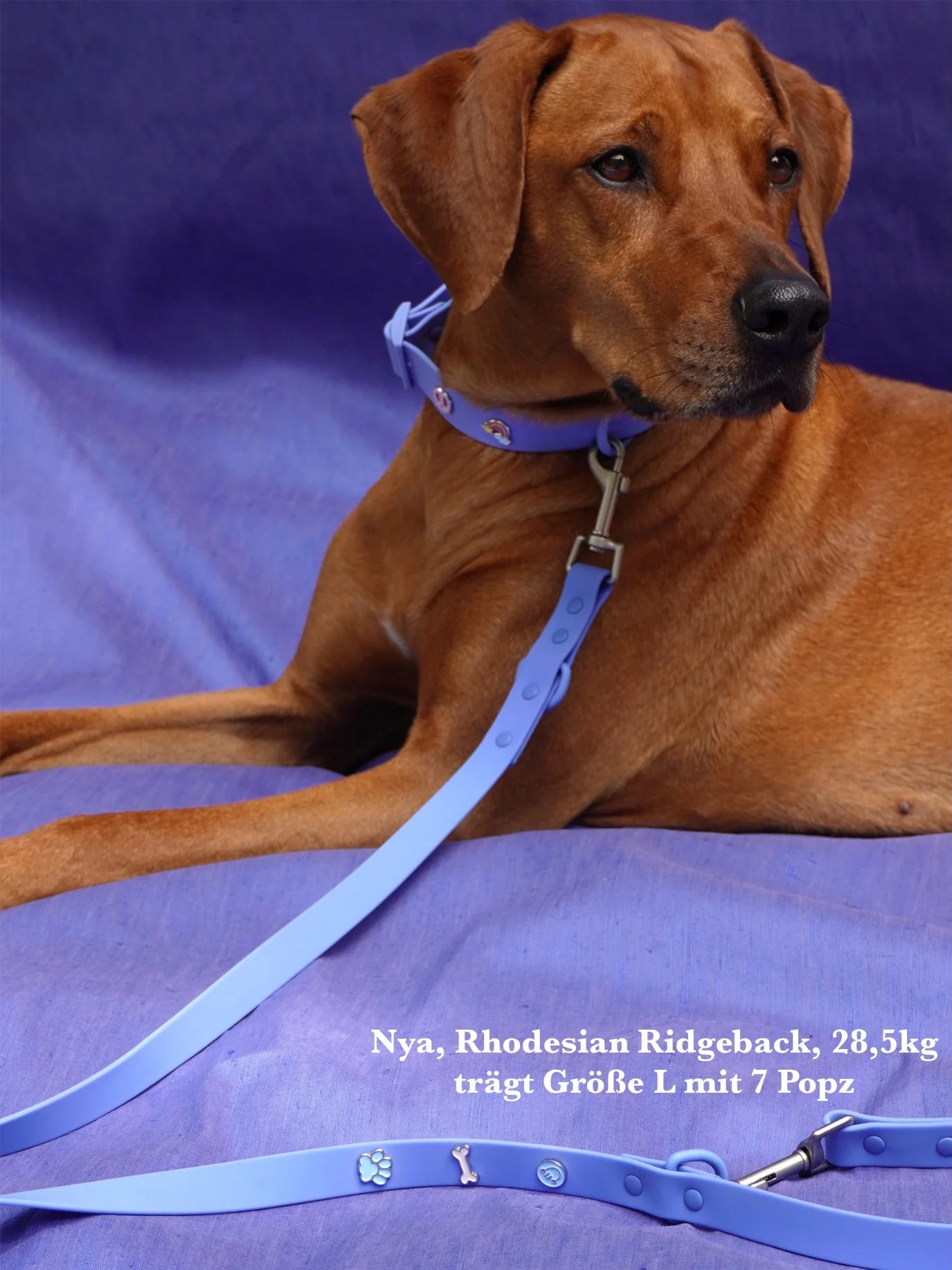 PAWPOPZ – Personalisierte Hundeleine - Schwarz - OSSO BLU