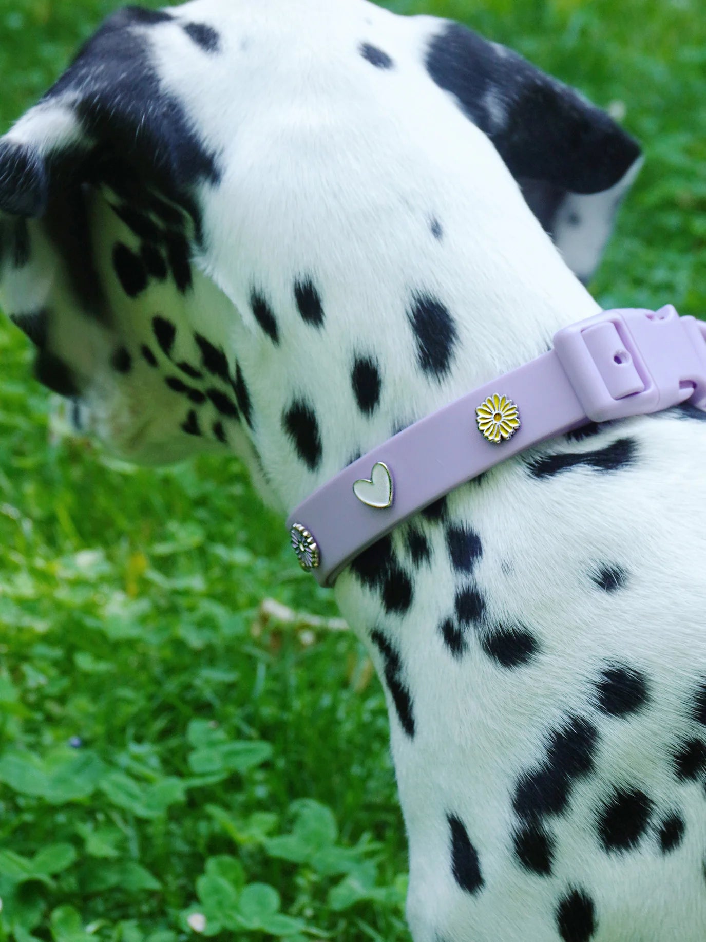 PAWPOPZ – Charm „Herz“ - OSSO BLU