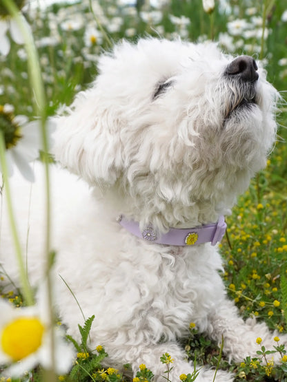 PAWPOPZ – Charm „Blume“ - OSSO BLU