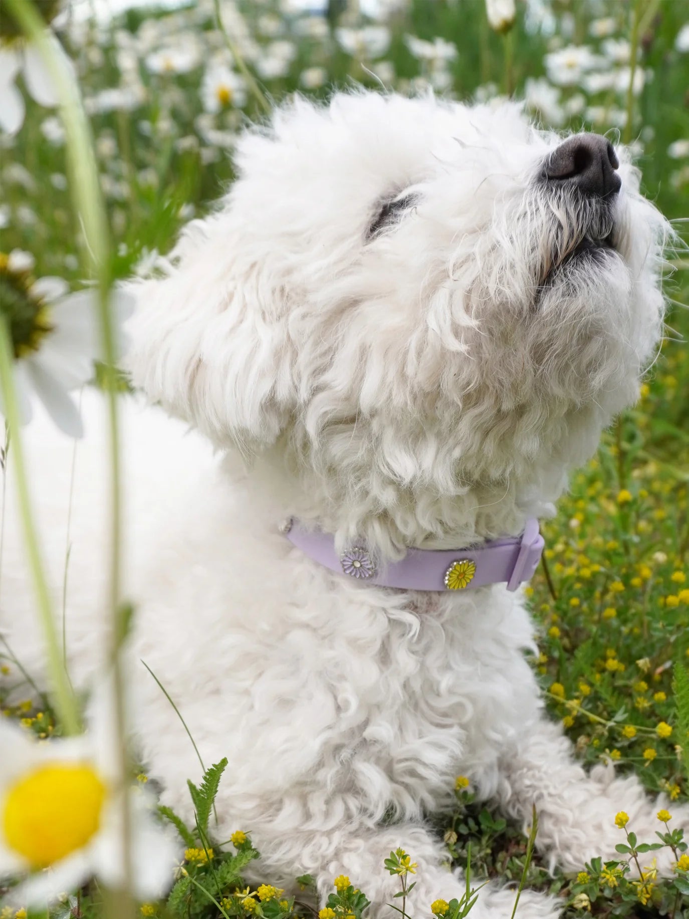 PAWPOPZ – Charm "Fiore" - Giallo