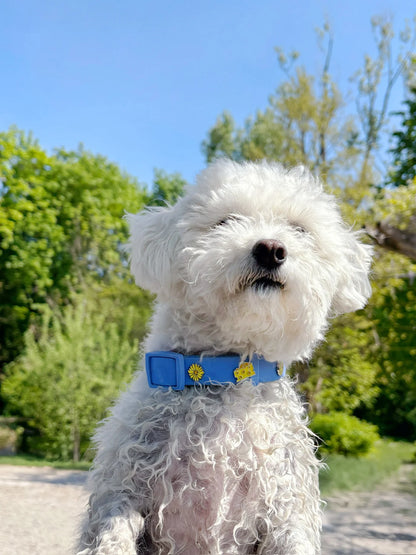 PAWPOPZ – Charm „Käse“ - OSSO BLU