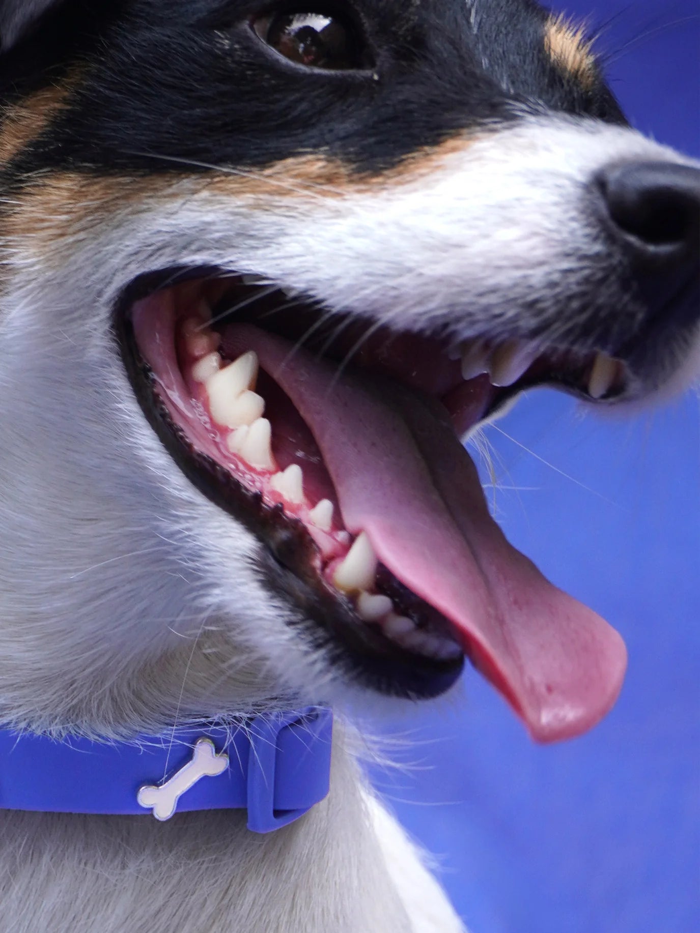 PAWPOPZ – Charm „Knochen“ - OSSO BLU