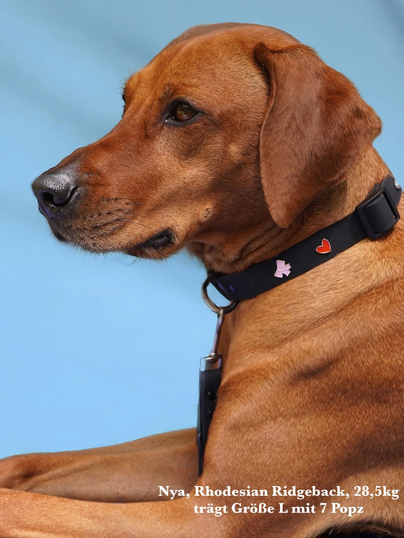 PAWPOPZ – Personalisiertes Hundehalsband - Schwarz - OSSO BLU